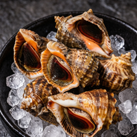 Fresh Live Sea Whelk