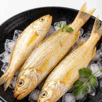 Fresh Large Yellow Croaker