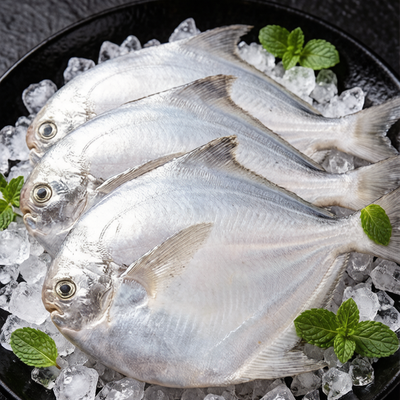 Fresh Silver Pomfret (Butterfish)